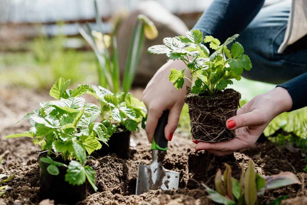 Woman Gardener Planting Wild Strawberry Seedlings in Ground