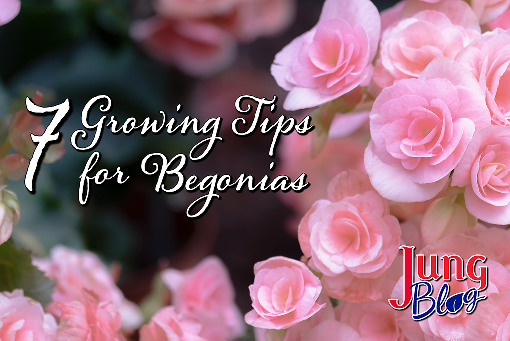 7 Growing Tips For Begonias Blog