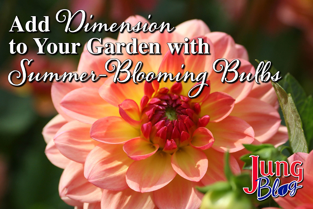 Add Dimension to Your Garden with Summer Blooming Bulbs