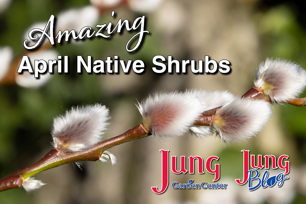 amazing april native shrubs article