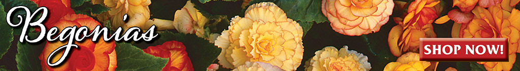 Begonias