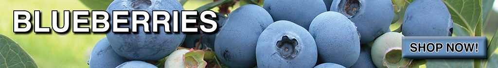 Blueberries Ad