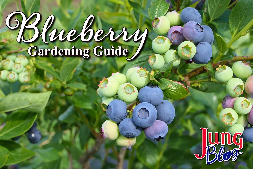 Blueberry Gardening Guide
