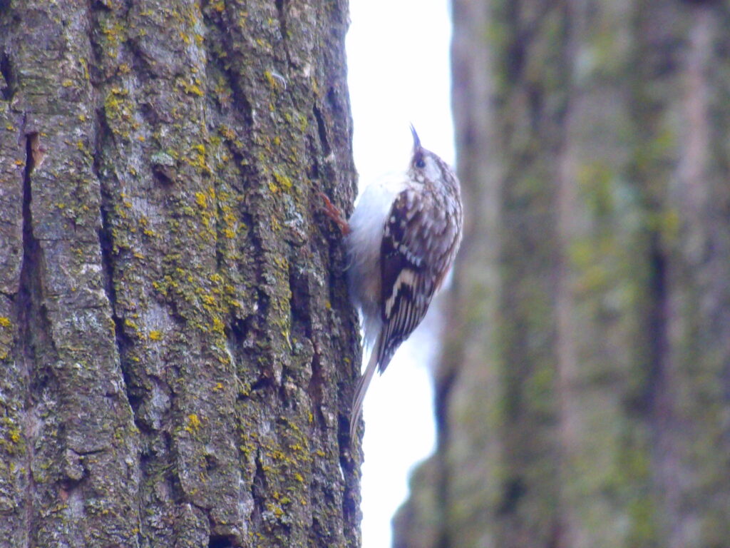 Brown creeper climbing up a tree trunk