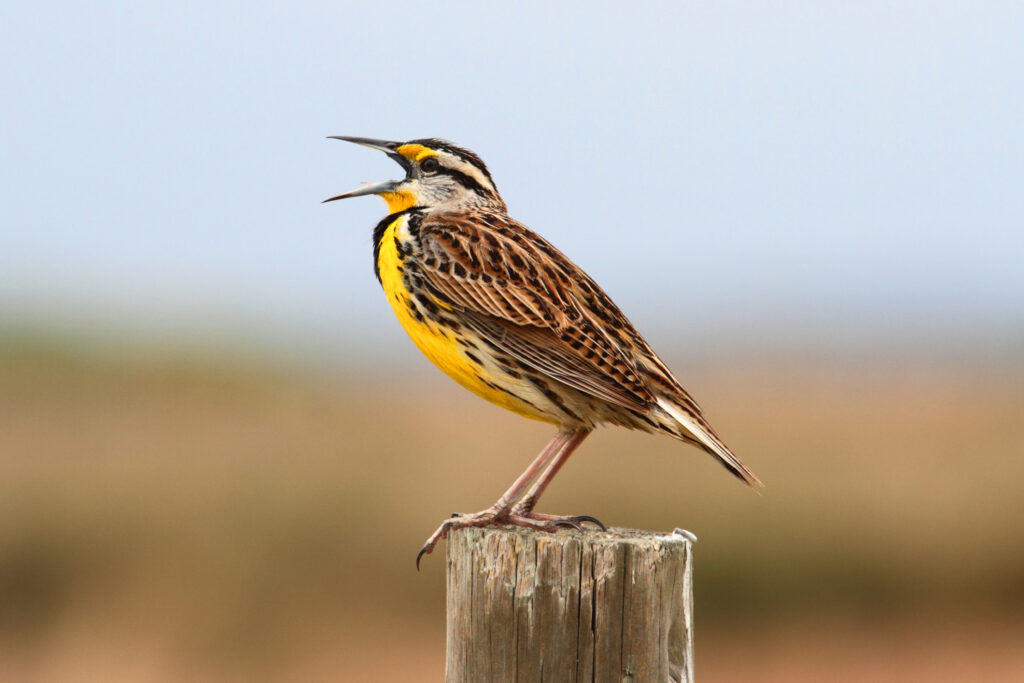 Meadowlark squawking while standing on a pole