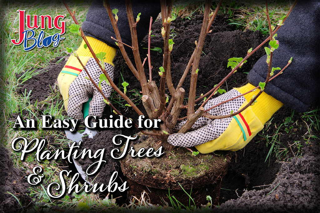 Easy Guide for Planting Trees & Shrubs