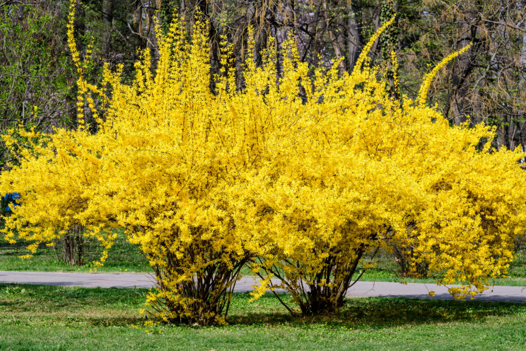 Large bush of yellow flowers of Forsythia plant also known as Easter tree