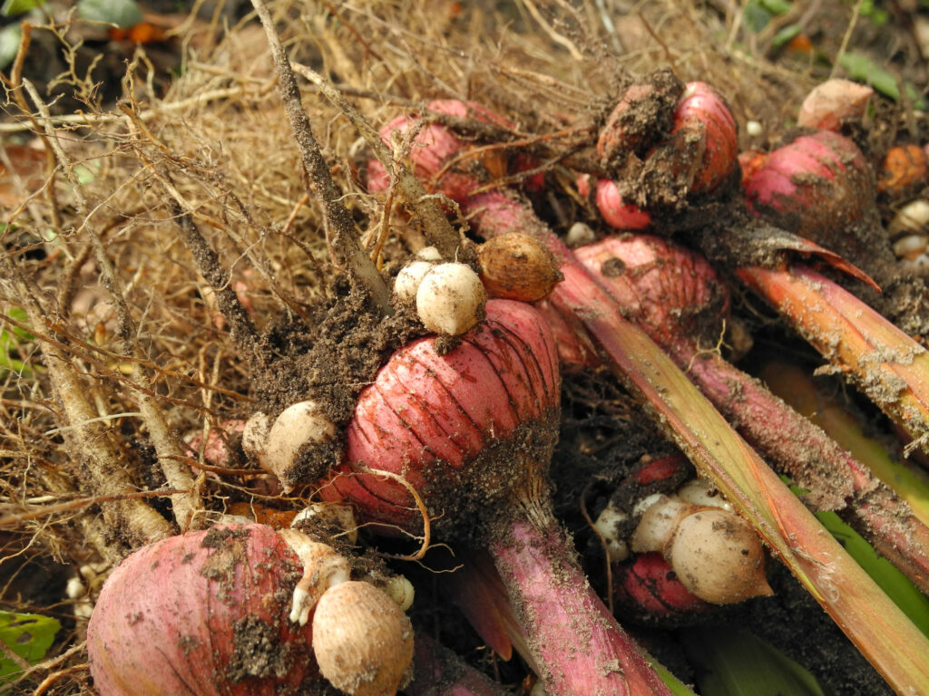 Gladiolus bulbs with roots closeup dug up from soil before winter for storage. Gardening and flower propagation.