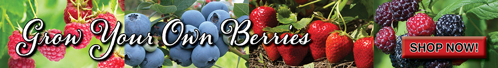 Grow your own berries ad