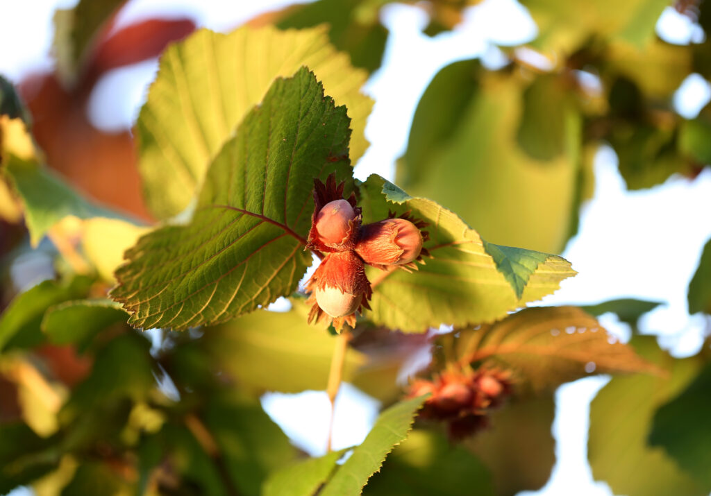 Hazelnut bush focusing on the leave with nuts