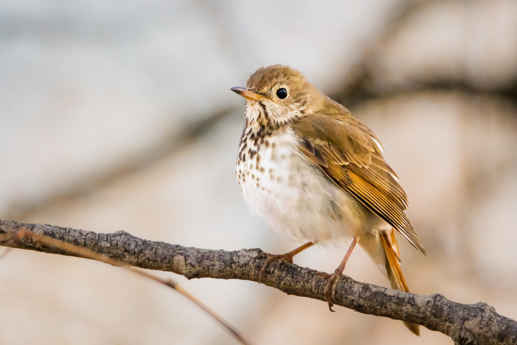 Small Hermit Thrush perched on a tree branch in the forest on an early spring morning