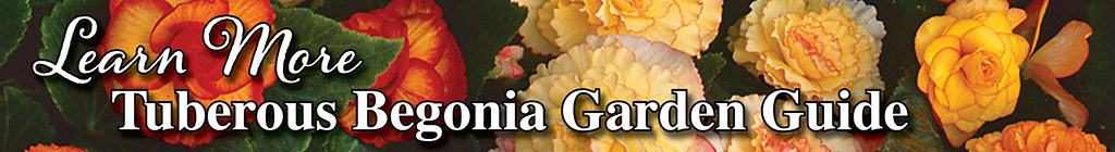 Learn More Tuberous Begonia Garden Guide