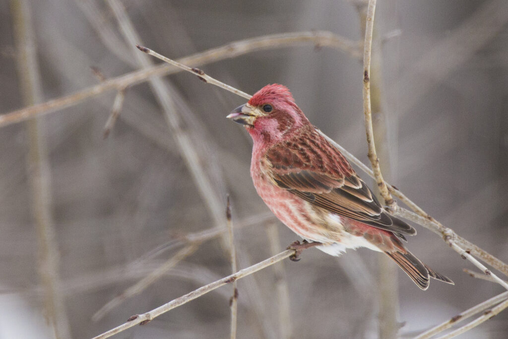 The purple finch (Haemorhous purpureus) in winter bird in the finch family, Fringillidae.