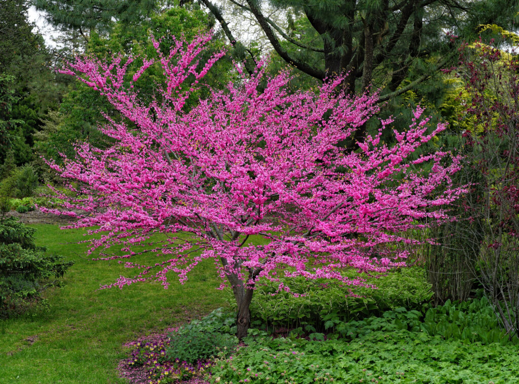 pink, eastern redbud tree in full bloom