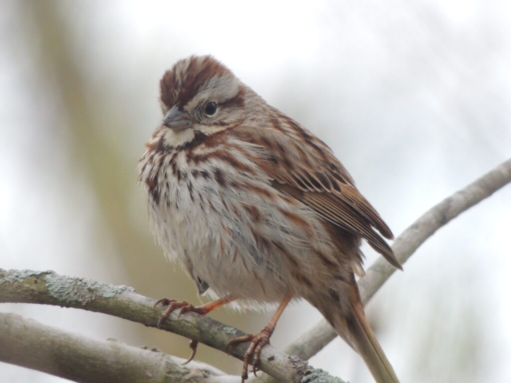 Song sparrow fluffed up on a branch
