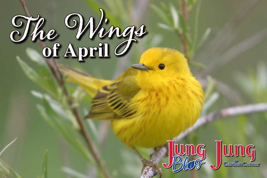 The wings of april bird blog