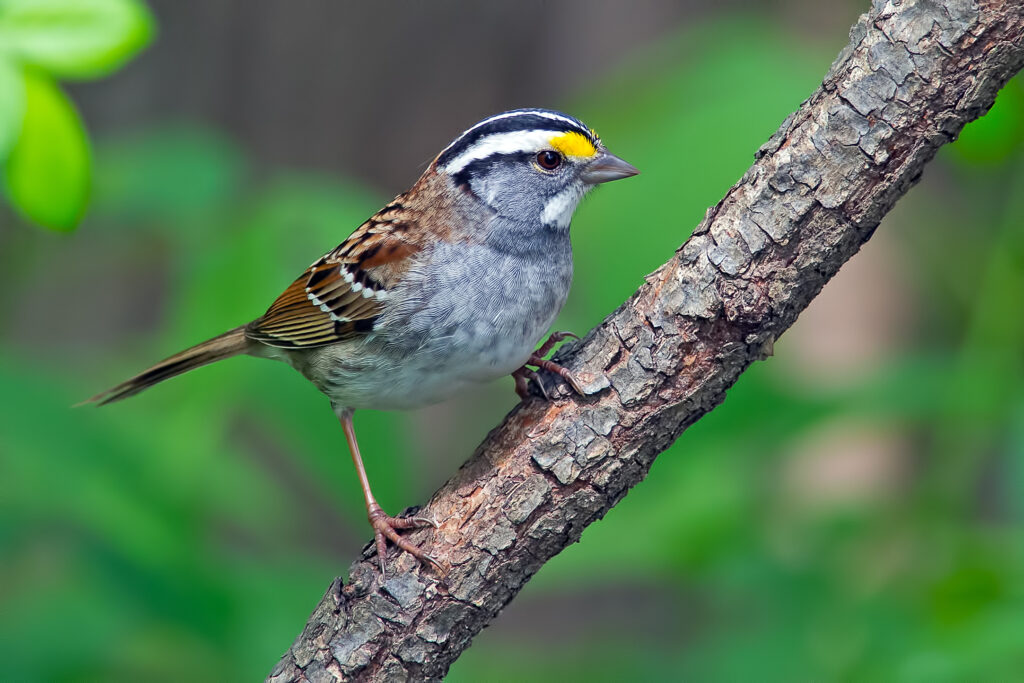 White-throated Sparrow on a branch