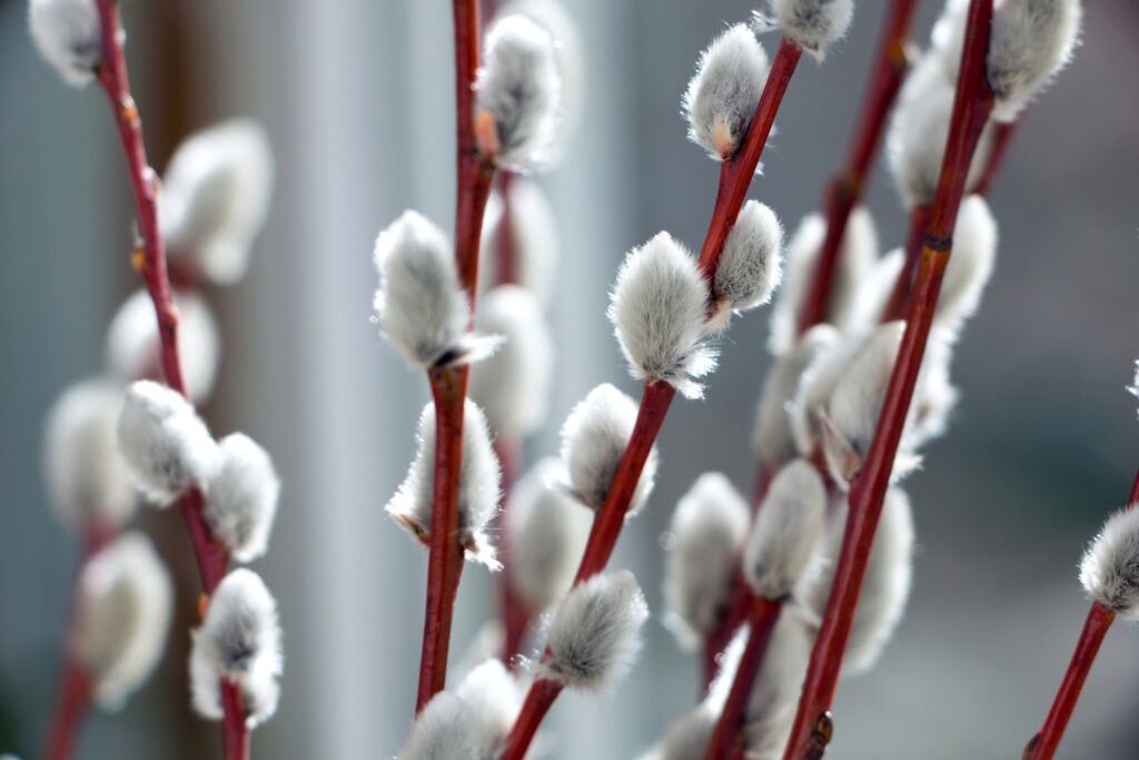 a bouquet of fuzzy white pussy willows