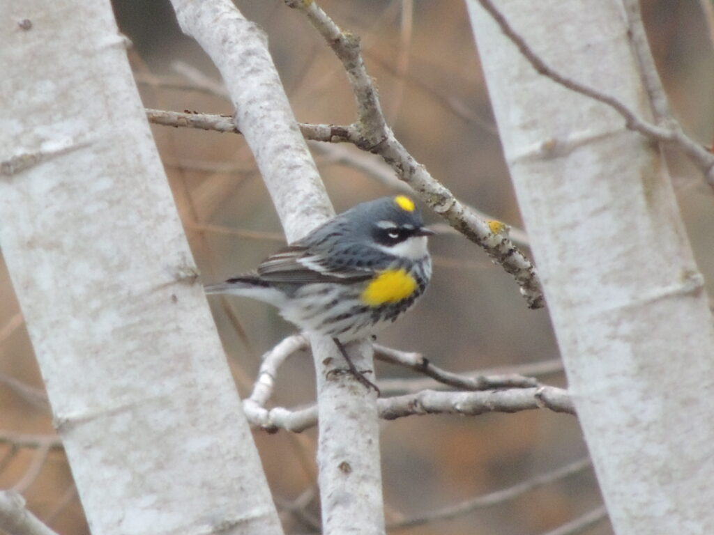 yellow-rumped warbler sitting on a branch