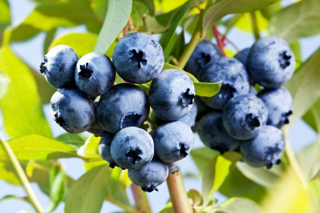 Blueberries On A Shrub