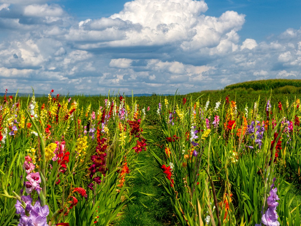 Gladiolus flowers in a field.