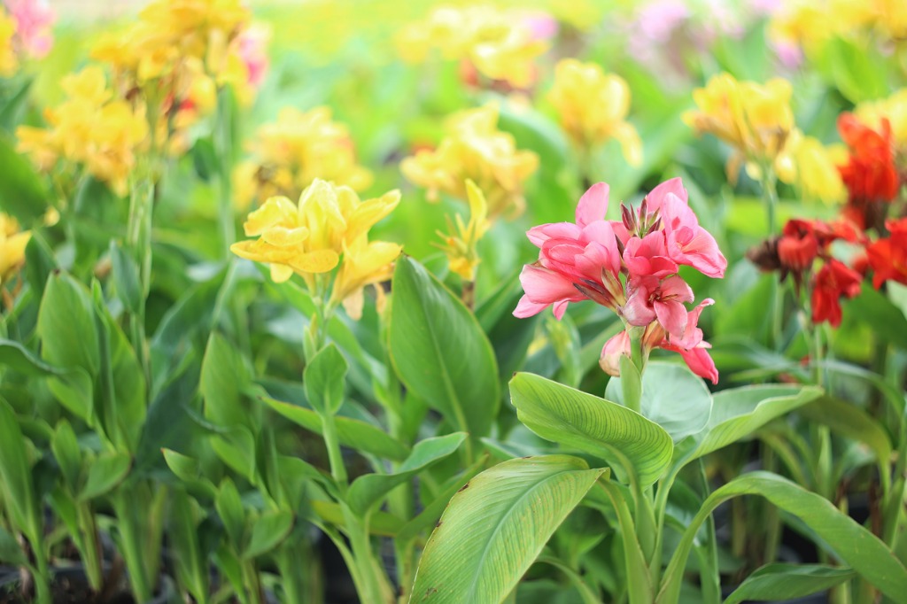 Colorful Lily Canna Flowers