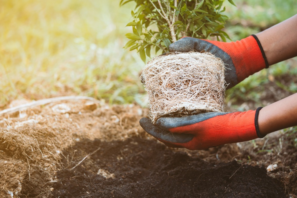 Man hand holding the young tree for prepare planting into the black soil