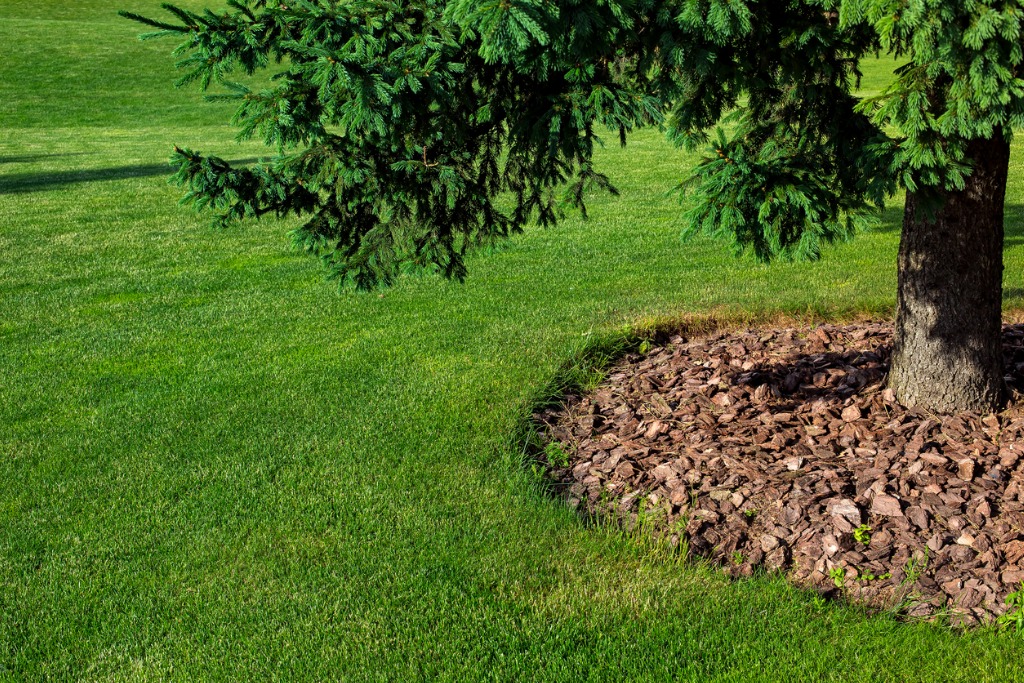 Mulching with bark under a pine tree on a green lawn
