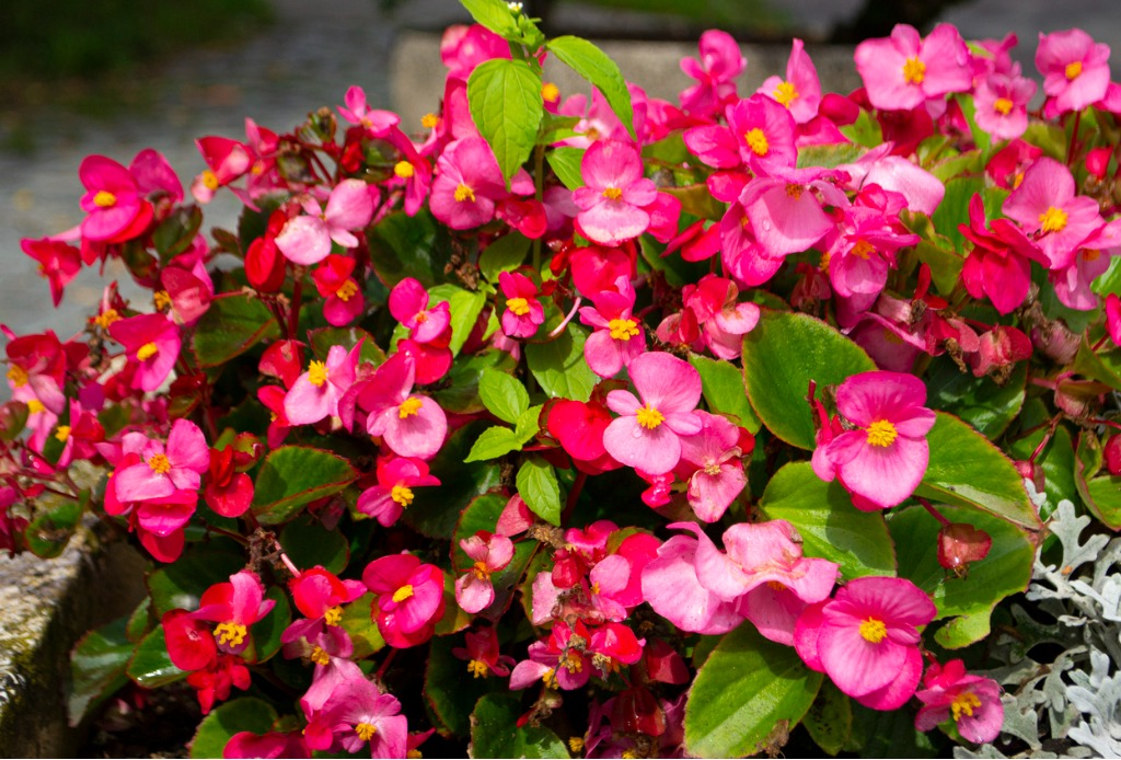 Natural pink begonia flower in the garden.