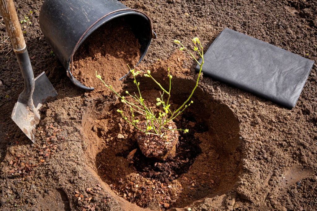 Planting Blueberry Bush at Home Garden Digging a Hole Filling it with Special Acidic Soil