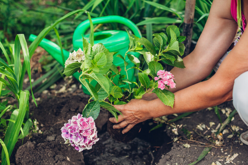 Woman gardener transplanting pink Autumn garden work.