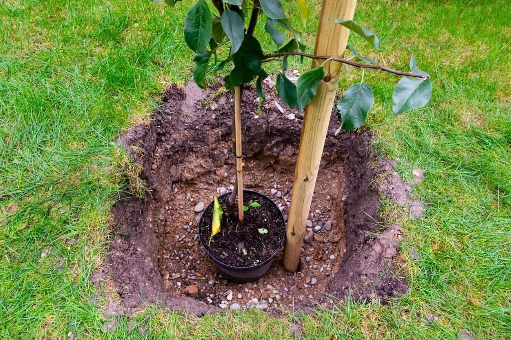 Planting young tree in the garden with a stake