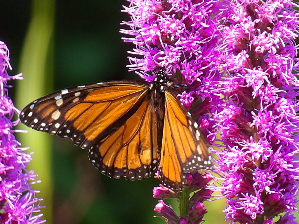 KODAK Digital Still Camera Photograph of Monarch Butterfly
