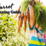 Carrot Gardening Guide Blog