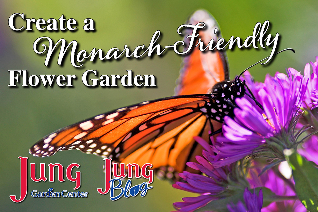Create A Monarch-Friendly Flower Garden