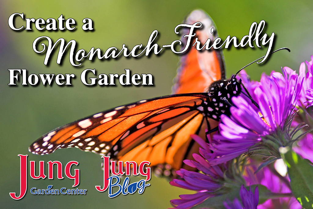 Monarch-Friendly Flower Garden | Jung Seed Gardening Blog