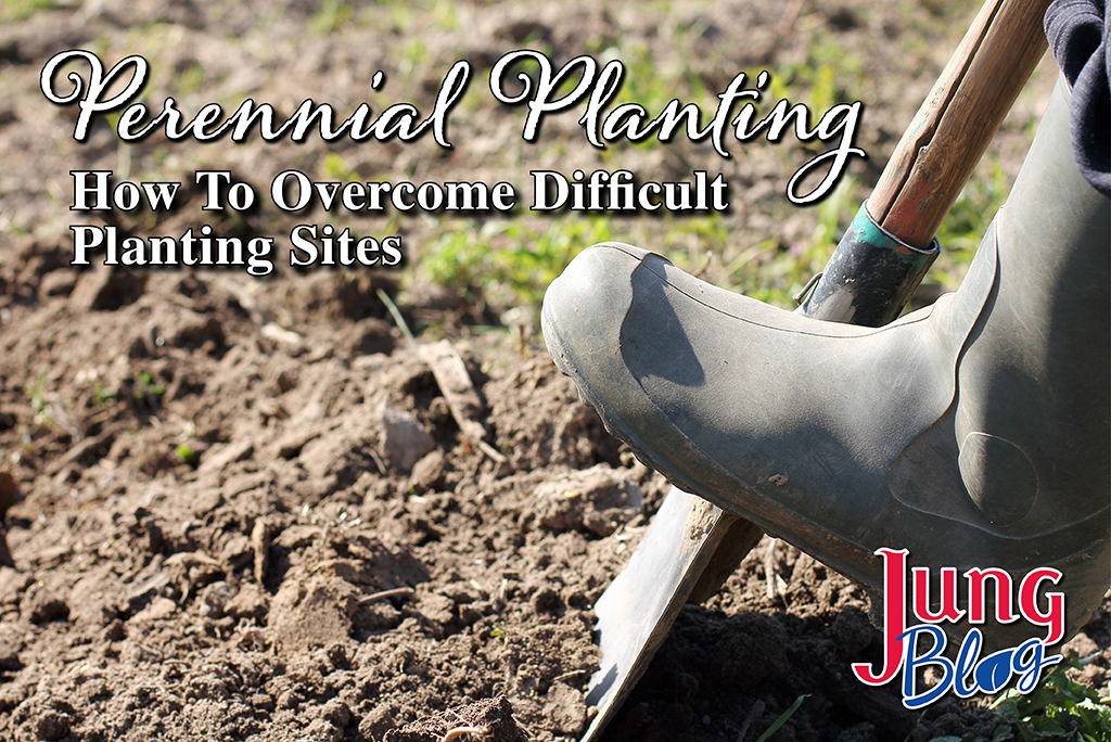 Perennial Planting: How To Overcome Difficult Planting Sites Blog