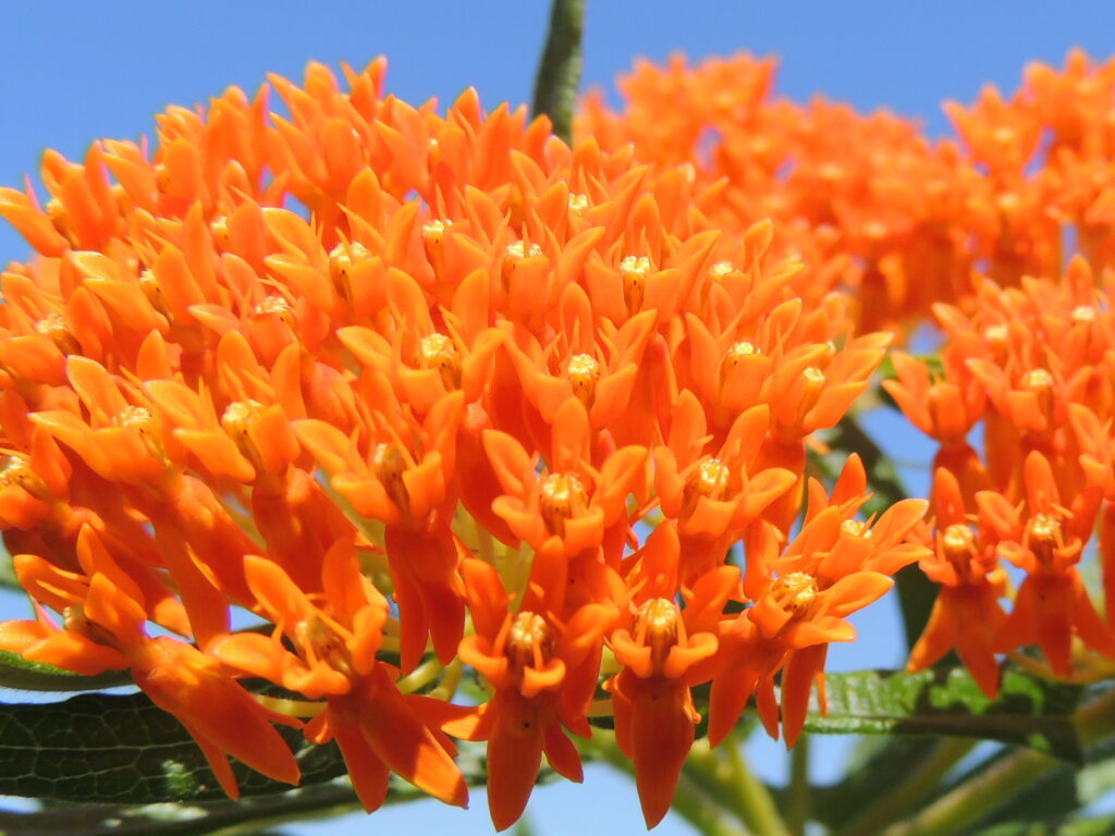 Orange Butterfly Weed Flowers