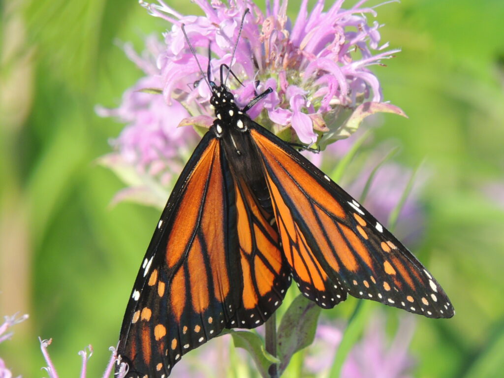 Closeup Photograph of Monarch Butterfly