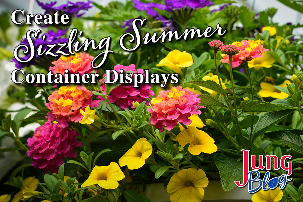 Create Sizzling Summer Container Displays