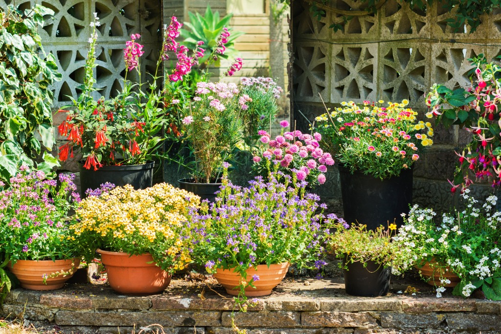 Beautiful Backyard Floral Garden