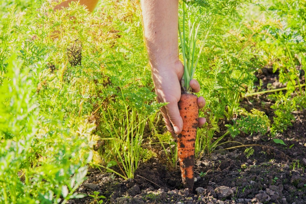 Hand Holding A Large Beautiful Grown Carrots With Ground