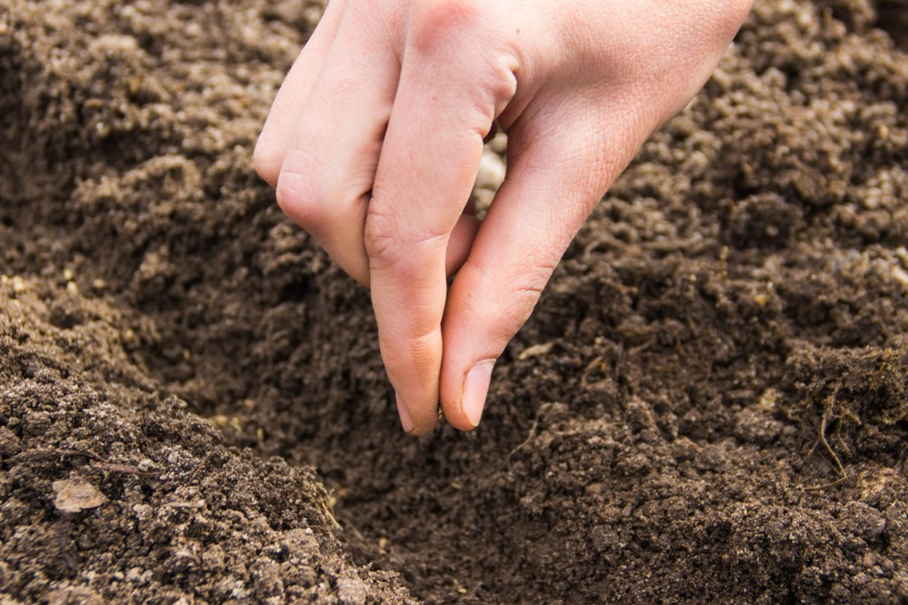 Hand Planting Small Seeds In The Ground