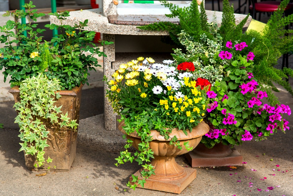 Stone Flowerpots In An Assortment With Plants Of Flowers And Ivy