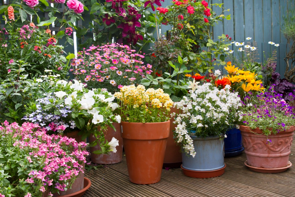 Summer Flower Container Display In Patio Container Gardening Ideas