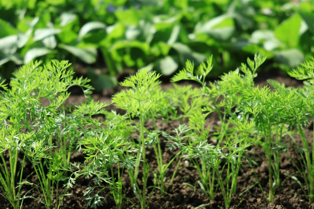 Young Carrot Leaves