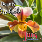 The Beauty of Orchids