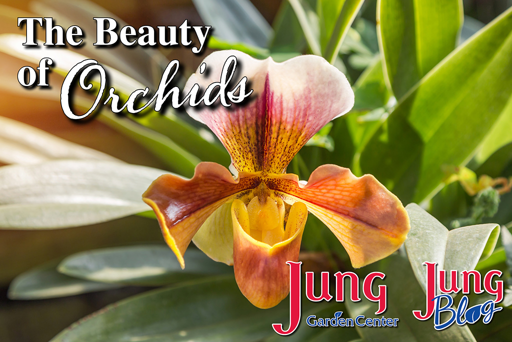 The Beauty of Orchids