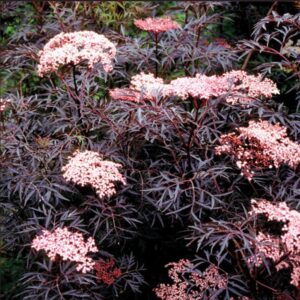 Black Lace Sambucus