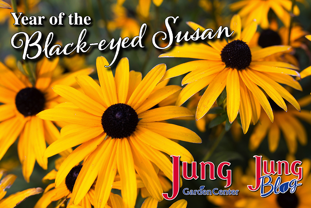 Year of the Black-eyed Susan